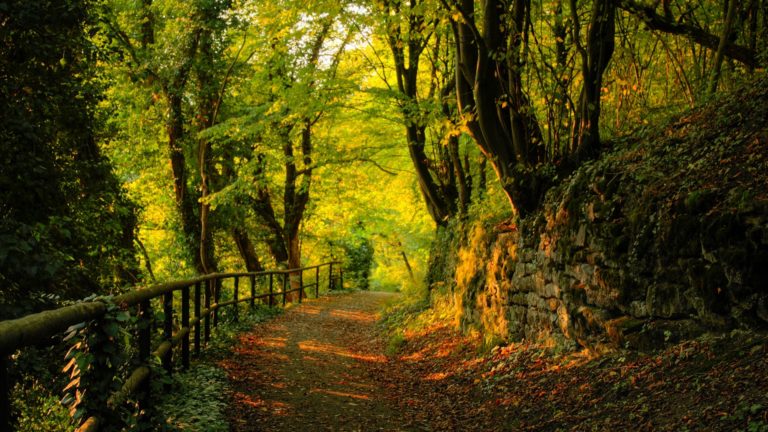 Corriendo vemos el bosque. Una mirada filosófica del Running